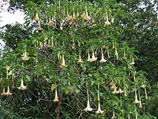 �L���^�}�[�j�����ɂ͂����ȉԂ��炢�Ă��܂�