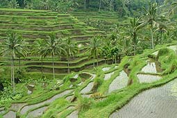 �e�K�������̃��C�X�e���X