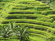 �e�K�������̃��C�X�e���X