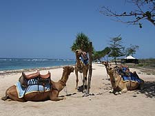 ���̍�������Ȃ��o���̔����l�ӂł�