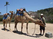 �C���X�g���N�^�[�́A���{���b���܂�