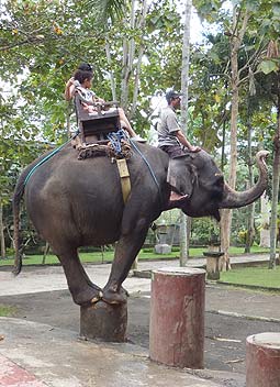 �o�J�X���G���t�@���g�c�A�[�ł̃G���t�@���g���C�h