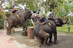 �o�J�X���G���t�@���g�c�A�[�ł̃G���t�@���g���C�h