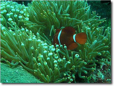 こんな海の底を泳いでみませんか?