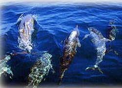 ���킢���C���J�����������ς�