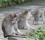 �E�u�h�́A�����L�[�t�H���X�g�̂�������