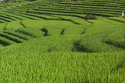 �W���e�B���C�̃��C�X�e���X