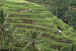 �e�K�������̃��C�X�e���X