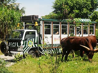 �T�t�@���W���[�j�[�g���b�v�́A�܂�ŃA�t���J�̃T�t�@���̒����s���悤�ł�