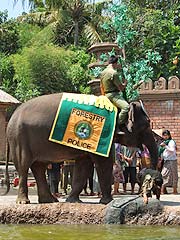 �����J�Â����G���t�@���g�V���[