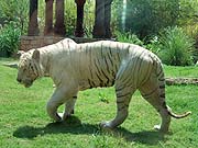 �z���C�g�^�C�K�[