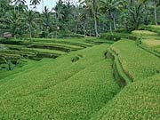 �O�k���J�E�B