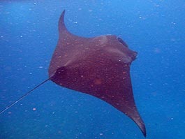 ペニダ島のマンタ