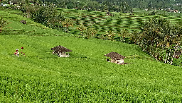 ライステラスツアー