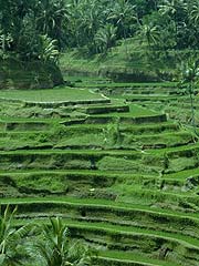 �΂̕��������e�K�������̃��C�X�e���X�ł�